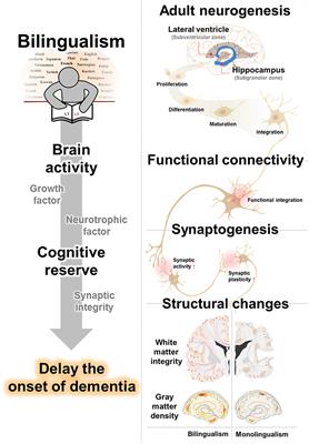 Bilingualism for Dementia: Neurological Mechanisms Associated With Functional and Structural Changes in the Brain